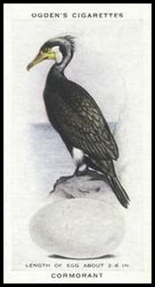 4 Cormorant